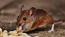 24 Hour & Emergency Exterminators in W Atlee Burpee Co, PA